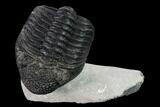 Large, Drotops Trilobite With Good Eyes - Mrakib, Morocco #171551-1